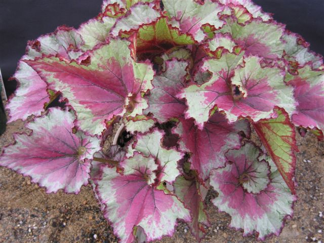 B. ‘Alma Rose’